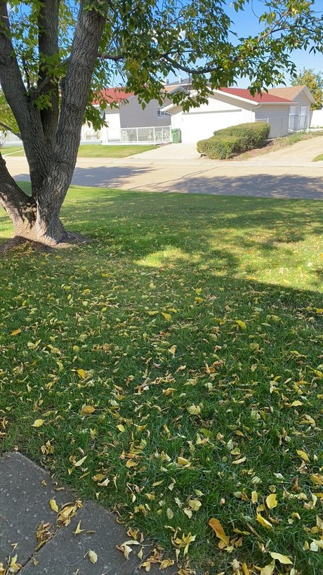 nuggies star pretty archive