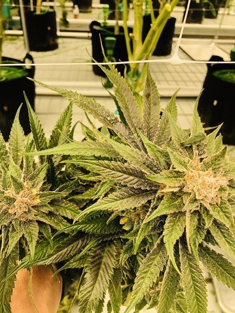 Leann Zimmerman pornstar nice pics