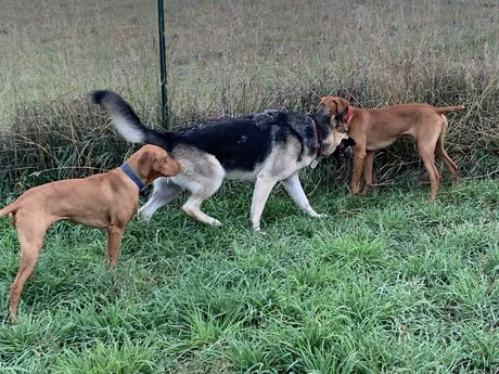 Michael Scott star free img