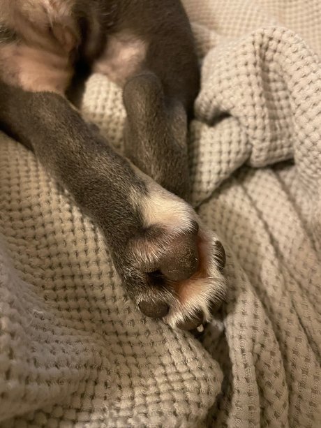 Stepford wife model best archive