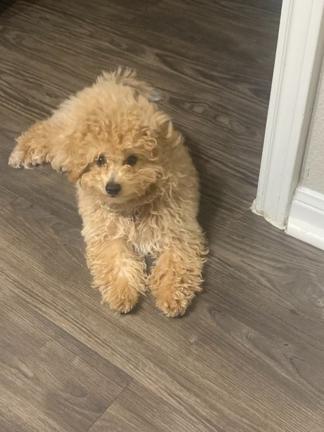 Fly man_ star pretty img