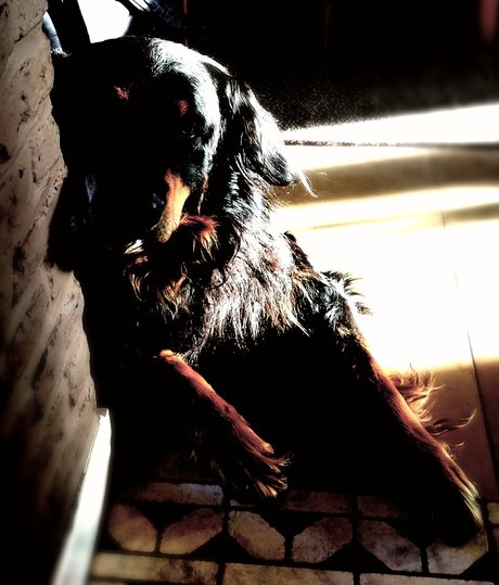 Shyguy model nice picture