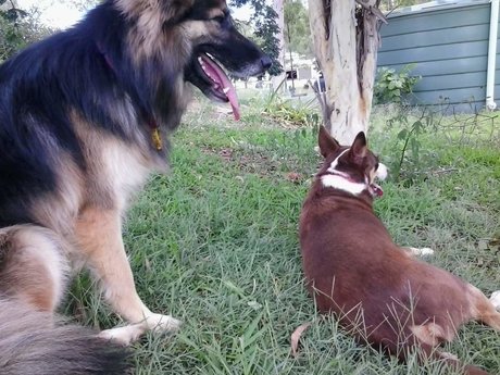 Kairu pornstar free image