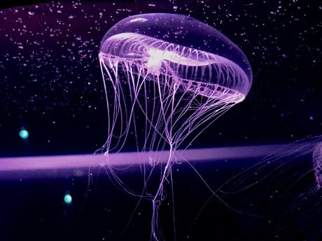 RopeBunni star beautiful image