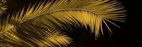 Oh Nose nudes pornstar photo