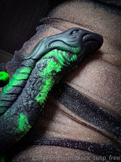 rubber tulip star hd photo