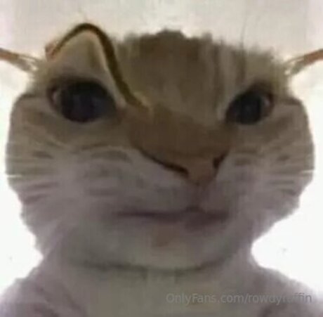 _rowdy ruffin_ sexy model img