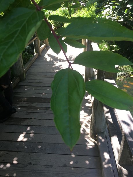 RoseBlades pornstar hd pic