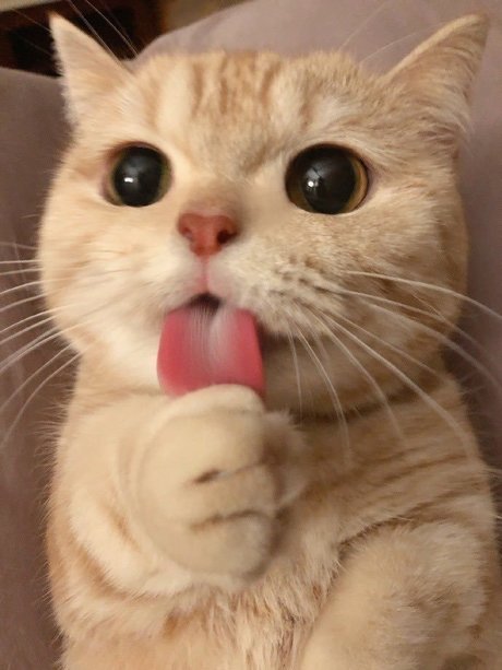 SAME_ pornographic star picture