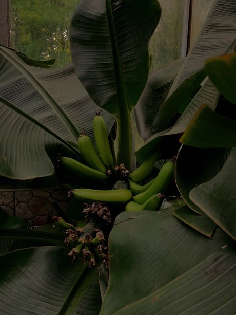 G R E E N_ pornstar free galleries