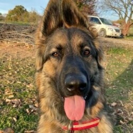 Sarge the Sable model top images