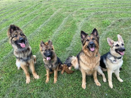 Sarge the Sable star top photos