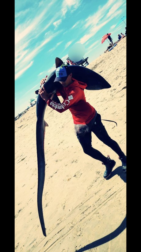 The Shark Sniper art star pics