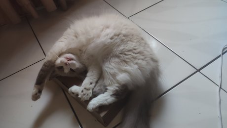 Grobin free pornstar pictures