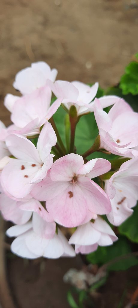 Fiorella nude pornstar images