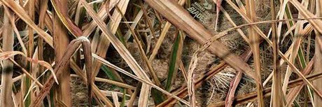 Fagyu Beef star sexy image