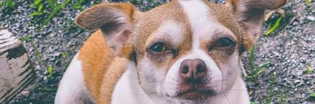 Foxy Goddess beautiful star archive