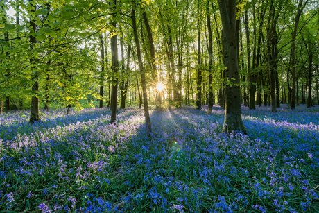 PersephonesPeach nudes star images