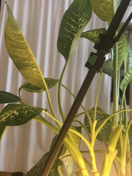 Nymphalia Lucia model nudes gallery