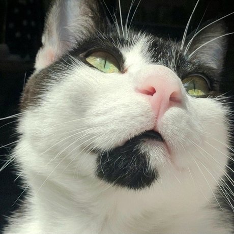 Oreo Cookie pornstar nude picture