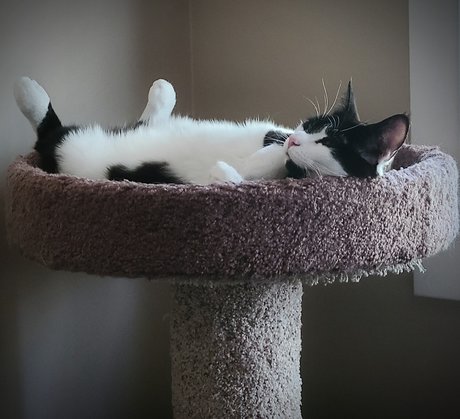 Oreo Cookie erotic pornstar photo