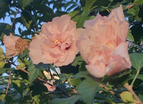 Lydia Evergreen xxx pornstar gallery