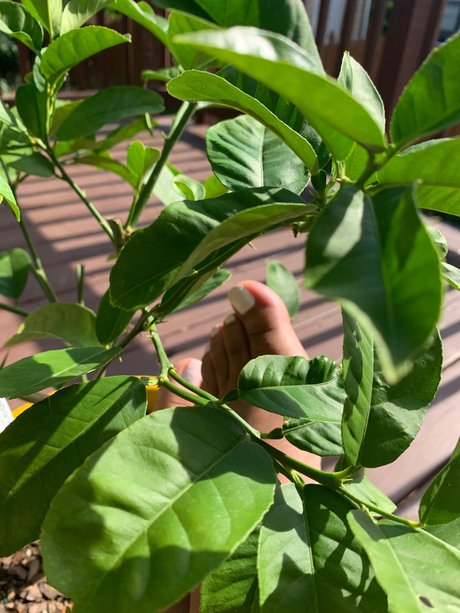 Lyn Red best model pics