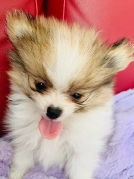 hairy vagina onlyfans exclusive picture