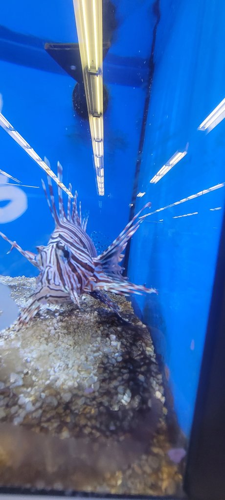 Contractor naked star galleries