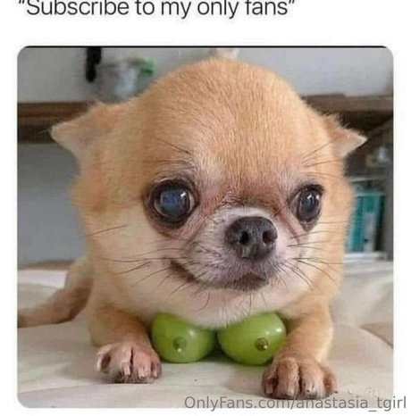 anastasia tgirl nudes pornstar pics