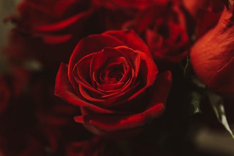 Little Bear FREE star perfect picture