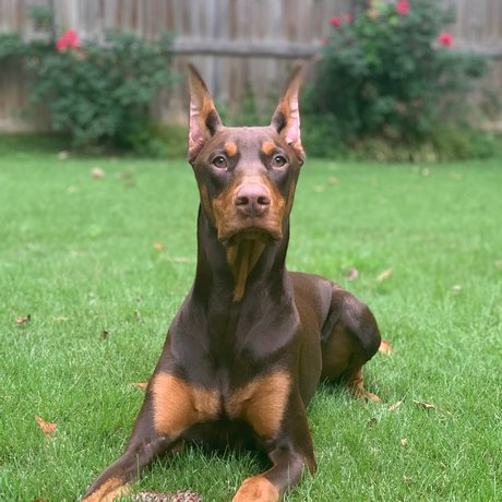 Knox amp ampBear pornstar top picture