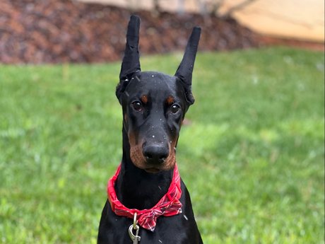 Knox amp ampBear nudes star gallery