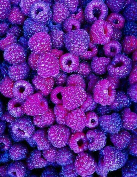 Laia xoxo pornographic actress pictures