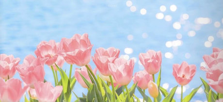 hol_ star porn archive