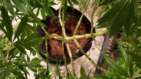 Ghost Face 89 hot star photo