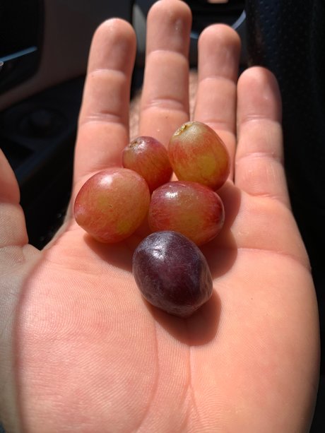 Stumbling Sailor model nude photo