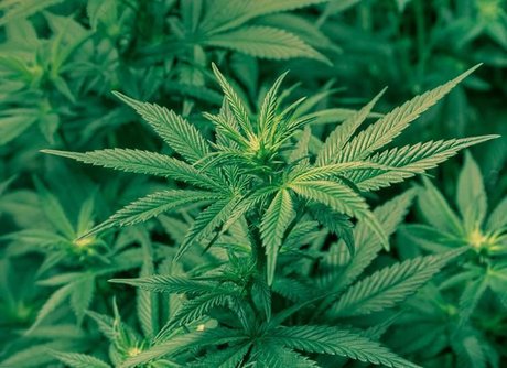 Whole Lotta Babee high quality star picture