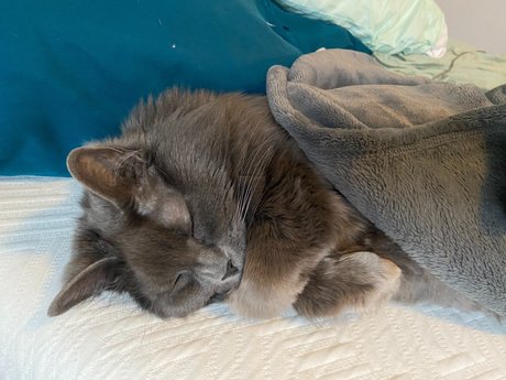 _abbythecat pornstar free galleries