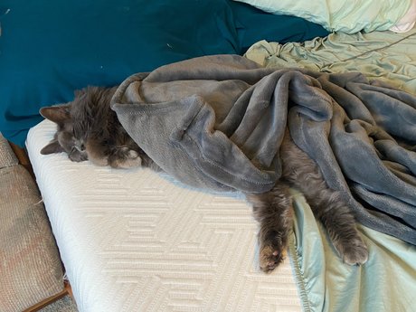 _abbythecat free star photo