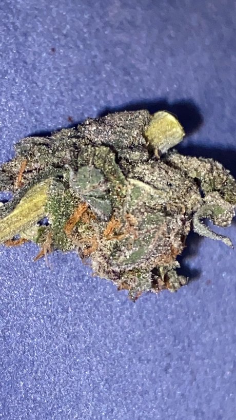 Memento Mori naked pornstar img