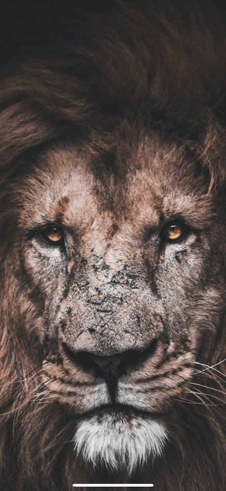 K1ngV1l free pornstar gallery