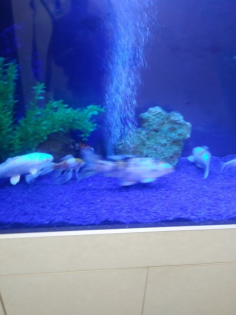 LonGdick high quality actress archive