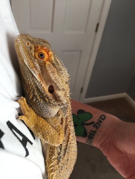 Hardiner q nudes pornstar pics