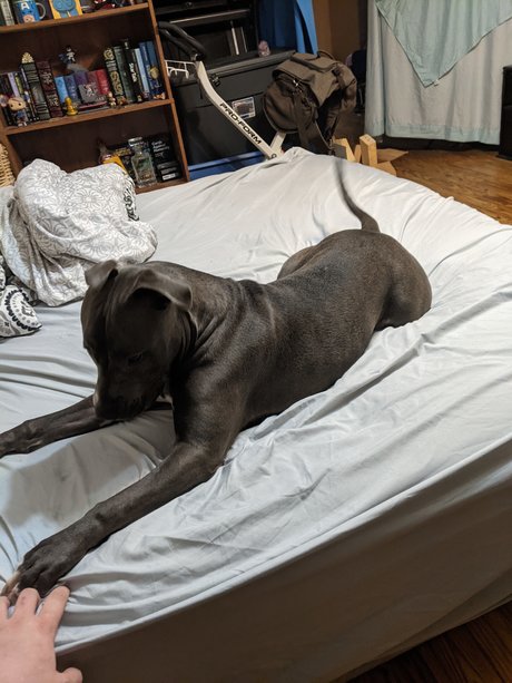 Philly pornstar free photo