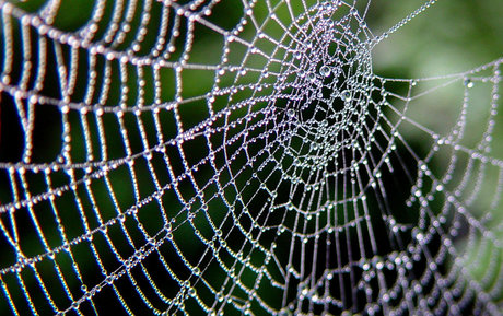 OrbWeaver star art galleries