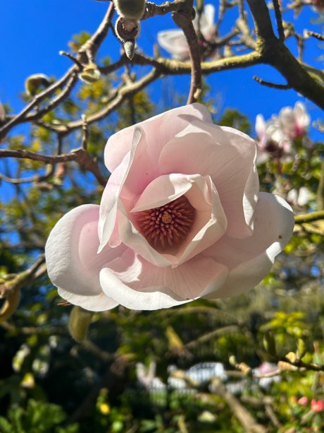 Jayla Sweet nude actress picture