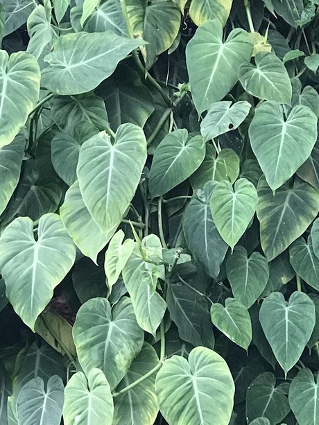 Tiger Scott adult model galleries