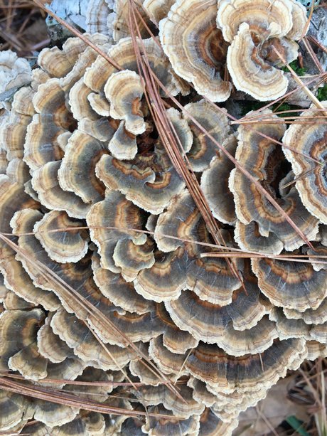 Too Many Potatos pornstar sexy galleries