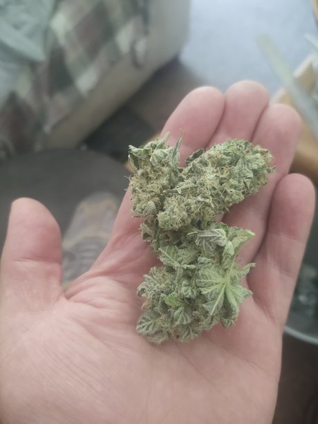 Jeff 0h pornstar high quality picture